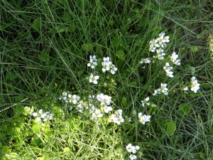 mais quelles sont ces fleurs