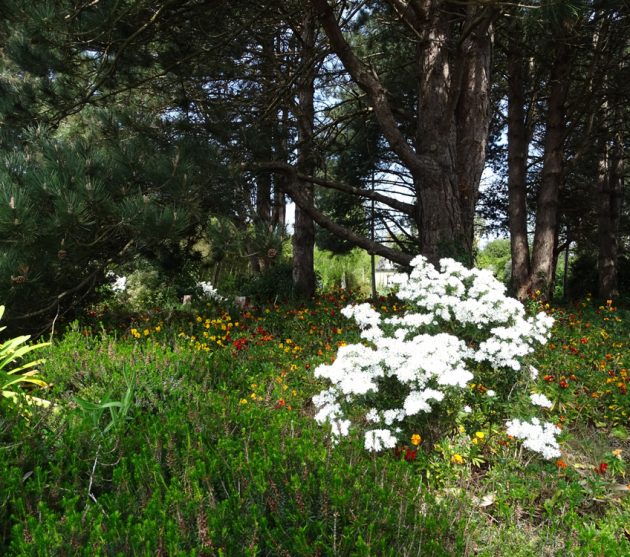 jardin d'Henri (1)
