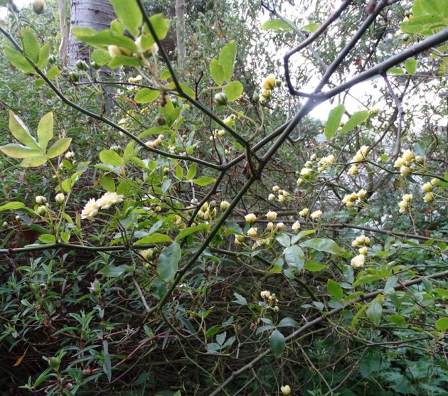 jardin d'Henri (19)