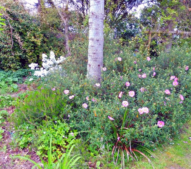 jardin d'Henri (20)