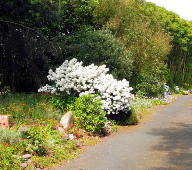 jardin d'Henri (5)
