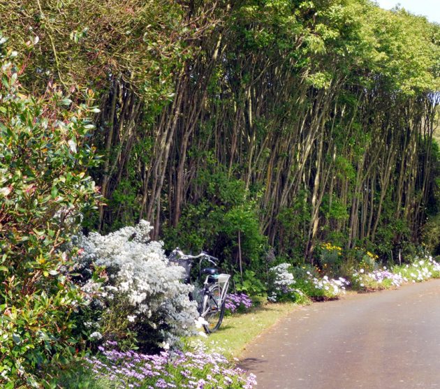 jardin d'Henri (6)